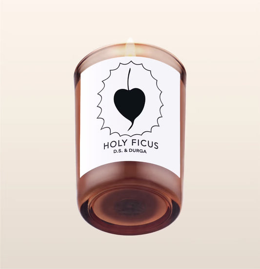 Holy Ficus Candela fruttata