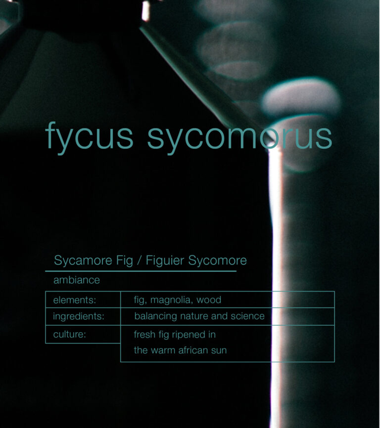 FYCUS SYCOMORUS